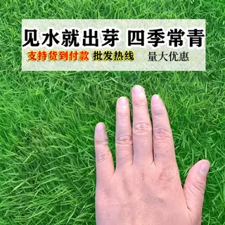 草坪四季常青高羊茅耐踩踏狗牙根