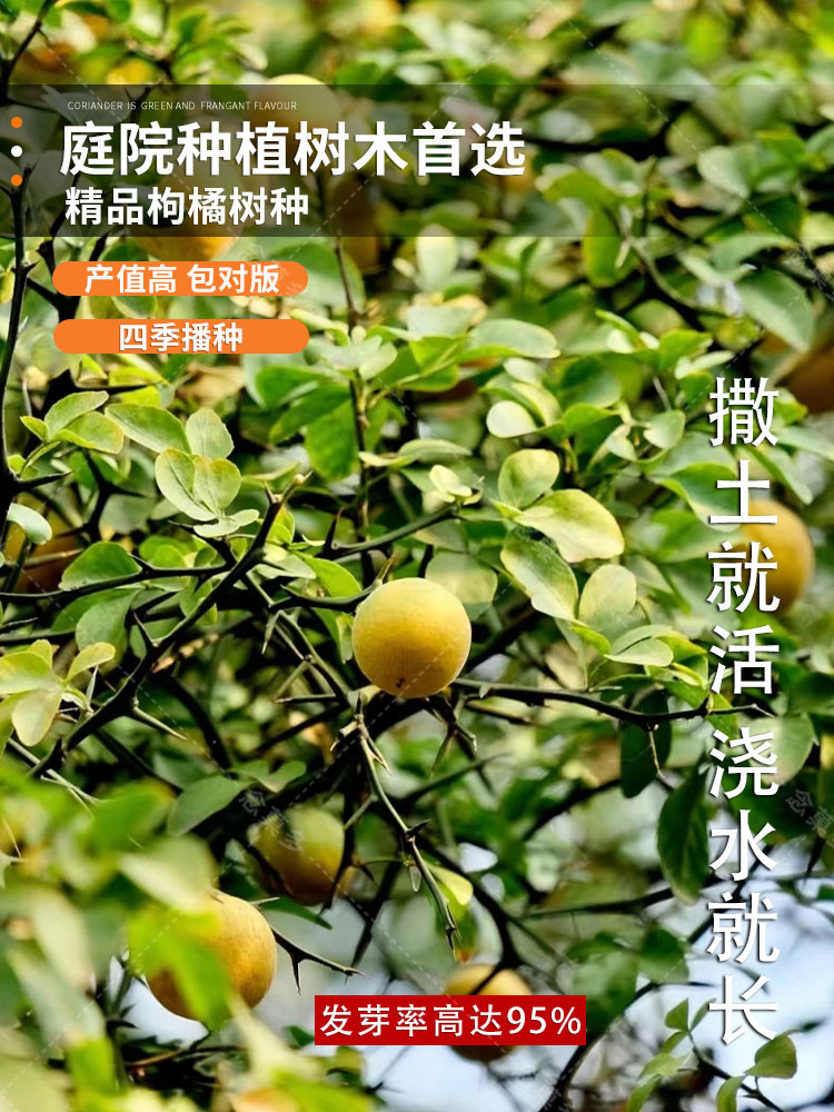 夏季枸橘种子枸橘种子小叶