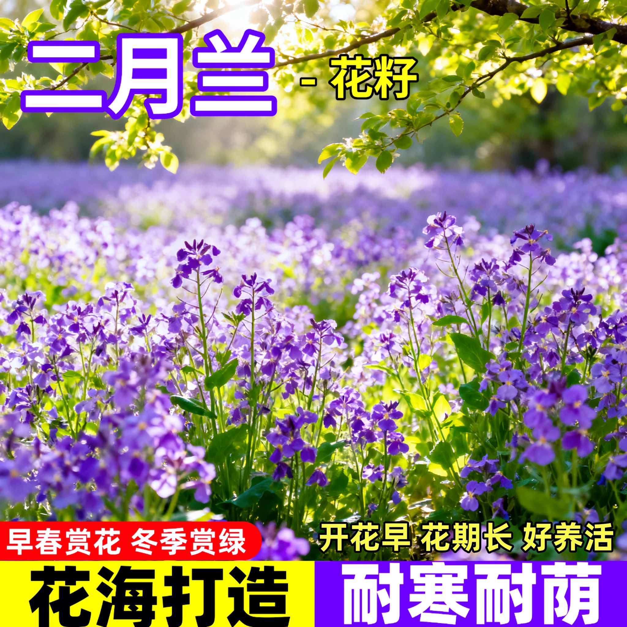 二月兰花种子诸葛菜种孑四季播种网红草美化庭院花卉耐寒花种籽子