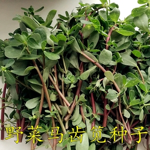 野菜种子食用新马齿笕种子保健野菜长寿菜马齿苋庭院阳台种植
