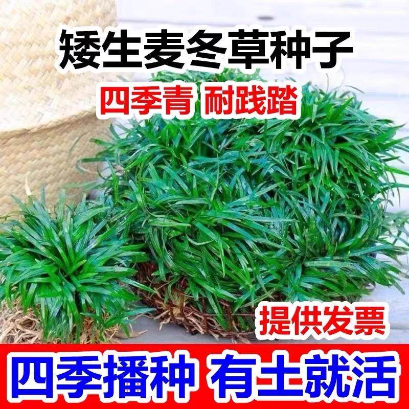 四季常青麦冬草草籽玉龙草日本矮麦冬草种籽细叶麦冬庭院绿化种子图片