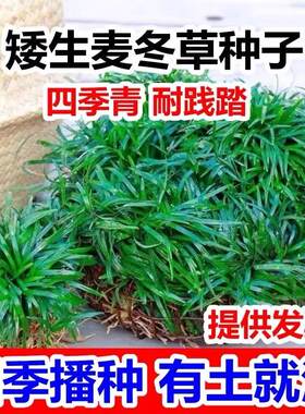 四季常青麦冬草草籽玉龙草日本矮麦冬草种籽细叶麦冬庭院绿化种子
