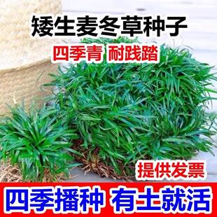 四季常青麦冬草草籽玉龙草日本矮麦冬草种籽细叶麦冬庭院绿化种子