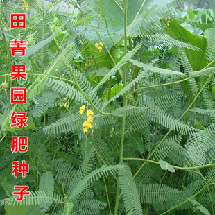 绿肥种子田菁种子别名碱青涝豆果园绿肥草种子四季牧草籽田青籽
