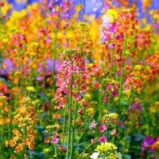 彩色油菜花种子庭院景观油菜籽耐寒室外花海花草种籽高产种籽