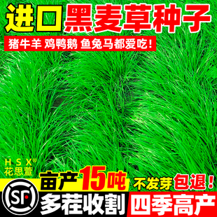 黑麦草子种种籽四季种植牧草耐寒高产喂猪牛羊鸡鹅鱼草牧草种子孑