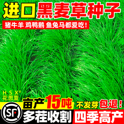 黑麦草子种种籽四季种植牧草耐寒高产喂猪牛羊鸡鹅鱼草牧草种子孑
