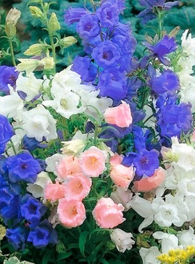 风铃草室外庭院四季易活花种籽子