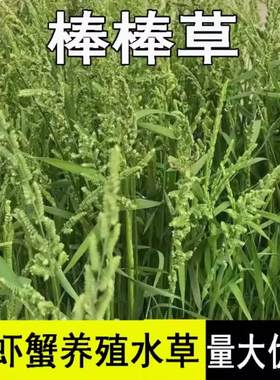 棒棒草籽种子小龙虾养殖草种稻田种植水草种子水稗草籽挺水草种籽