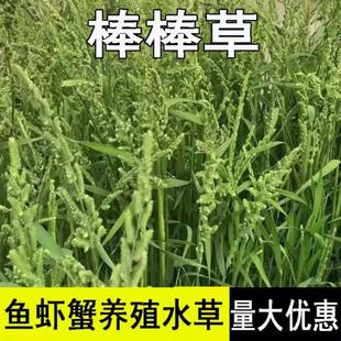 棒棒草籽种子小龙虾养殖草种稻田种植水草种子水稗草籽挺水草种籽
