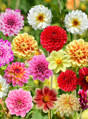 重瓣大丽花种子小丽花籽地瓜花多年生庭院室内外阳台盆栽四季播种