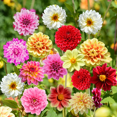 夏季,秋重瓣重瓣大丽花种