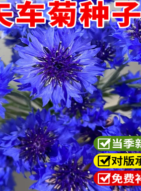 花种籽子 四季播种开花蓝色的花矢车菊种子庭院室外花籽