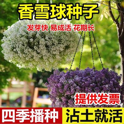 香雪球花种子籽室外庭院