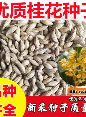 桂花种子四季浓香型桂花树种籽室内阳台易种绿化办公室盆栽花卉籽