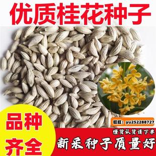 桂花种子四季浓香型桂花树种籽室内阳台易种绿化办公室盆栽花卉籽