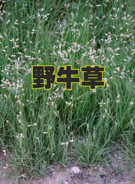 矮生四季长青耐旱草种籽