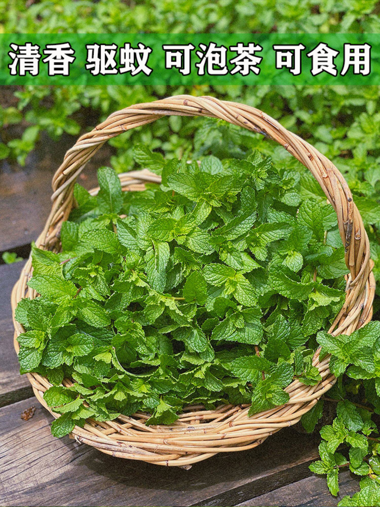 可食用薄荷种籽子四季播多年生阳台驱蚊盆栽苗柠檬留兰香薄荷种子