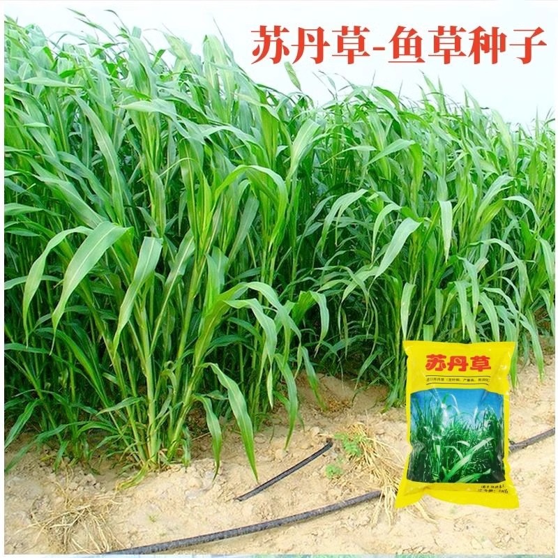 苏丹草草种鱼草籽四季牧草种子高产高丹王草种籽鸡鹅草种玉米种植