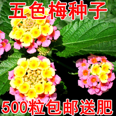 五色梅种子多色花五雷丹五色变色草马樱丹臭草七姐妹种籽
