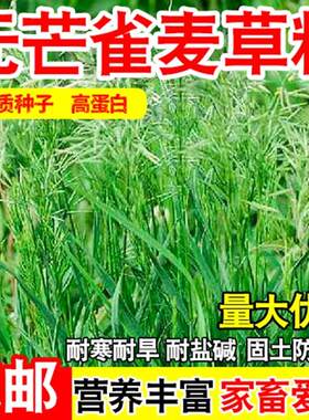 无芒雀麦种子耐低温高产优质牧草