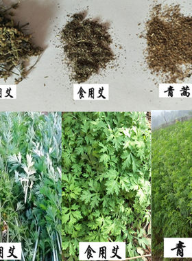 食用艾草种籽药用艾叶春季种子