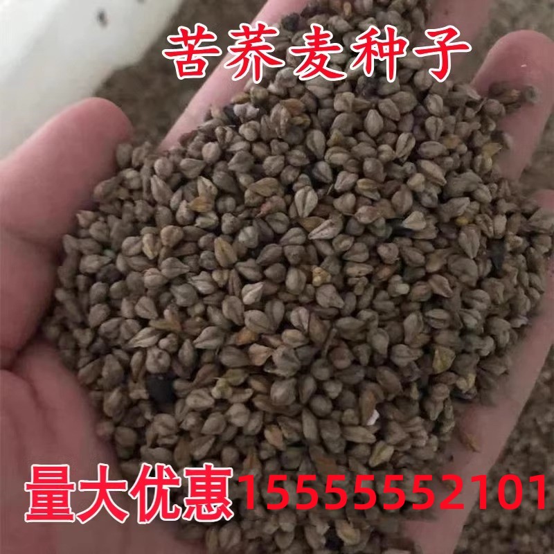 荞麦种子 别称甜荞、乌麦、三角麦、花荞、荞子 阳台绿色食品种籽