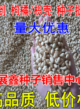 橘种子种子嫁接篱笆墙枸橘