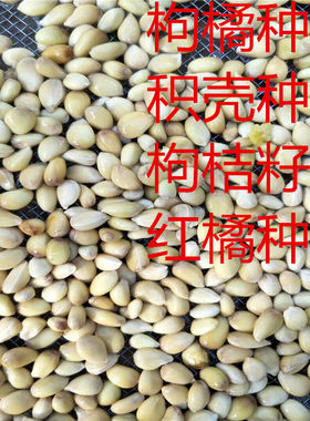橙子砧木围墙篱笆枸橘
