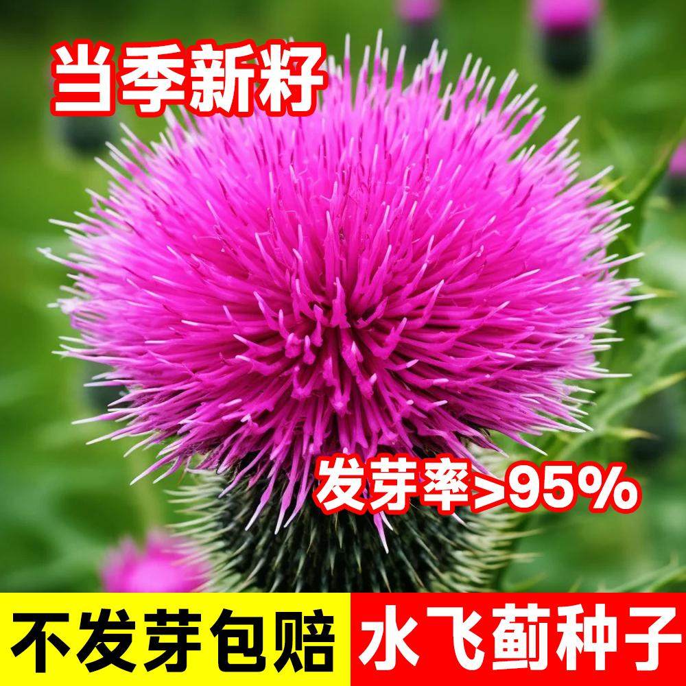 水飞蓟种子奶蓟草种籽老鼠筋水飞雉奶蓟花卉药材中草药庭院观赏花