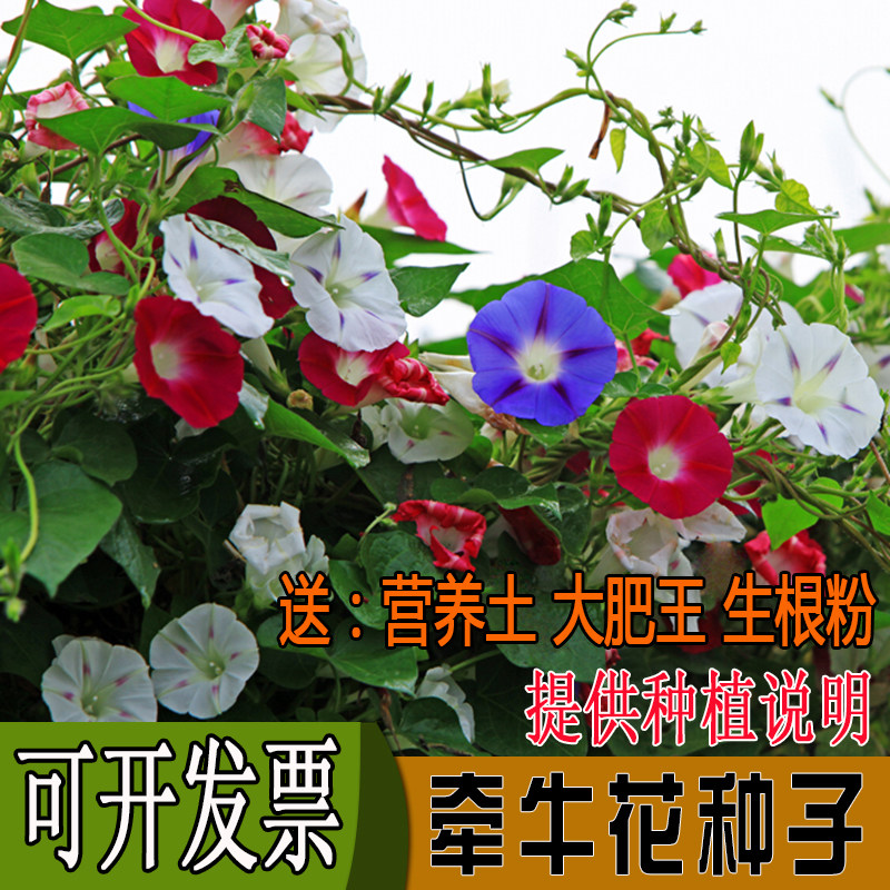 牵牛花种子喇叭室内阳台四季爬藤图片