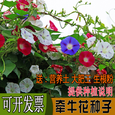 牵牛花种子喇叭室内阳台四季爬藤