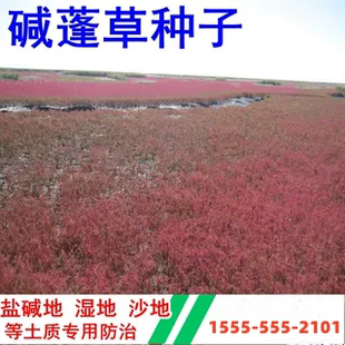 碱蓬草种子种植盐碱地改善沙地土壤改良黄须菜食用田菁绿肥草种籽