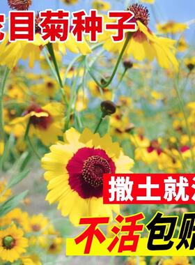 耐寒蛇目菊种子昆仑雪菊天山雪菊花种籽 盆栽庭院道路公园四季种