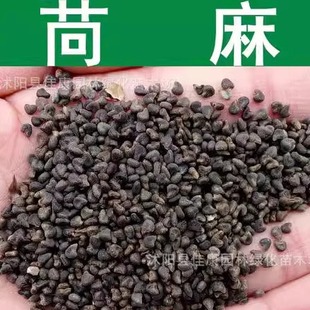 苘麻子青麻种子野苎麻线麻药材冬葵种子小苘子做麻绳用青麻种子籽