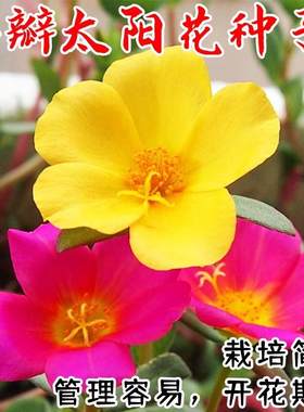 大花单瓣太阳花苗种子盆栽阳台半支莲松叶牡丹苗花卉植物开花快