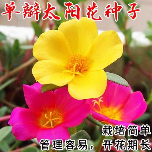 大花单瓣太阳花苗种子盆栽阳台半支莲松叶牡丹苗花卉植物开花快