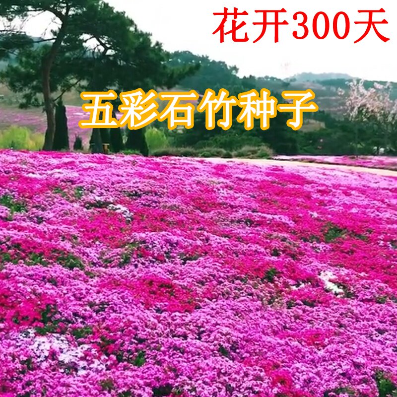 石竹花种花籽五彩石竹花籽盆栽石竹草坪美国常夏石竹种子