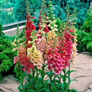 毛地黄种子 四季易种 趣味观赏盆栽花籽 多年生花园花境花卉种子