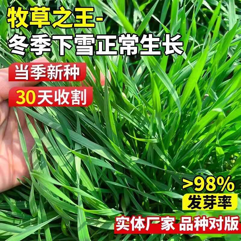黑麦草子种种籽四季种植牧草耐寒高产喂猪牛羊鸡鹅鱼草牧草种子孑