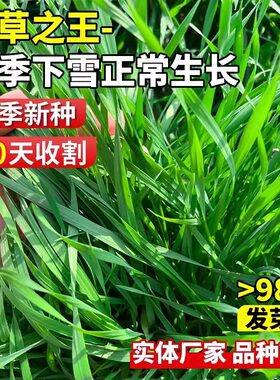 黑麦草子种种籽四季种植牧草耐寒高产喂猪牛羊鸡鹅鱼草牧草种子孑