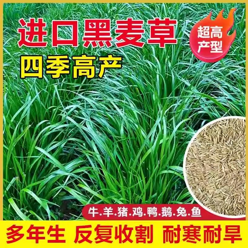 进口黑麦草种籽四季多年生牧草种子耐寒畜牧养殖草种喂猪牛羊鱼草