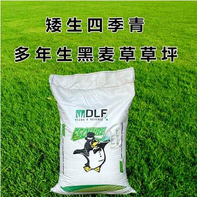 不开花蓝标多蓝标多年生黑