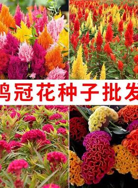 鸡冠花种籽子四季播种开花易活室外庭院耐寒耐热红凤尾盆栽苗花海