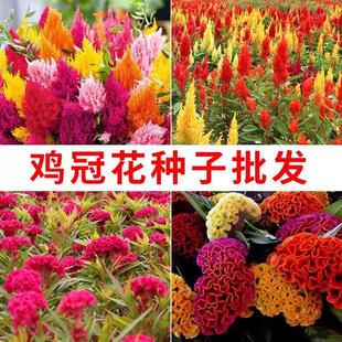 鸡冠花种籽子四季播种开花易活室外庭院耐寒耐热红凤尾盆栽苗花海