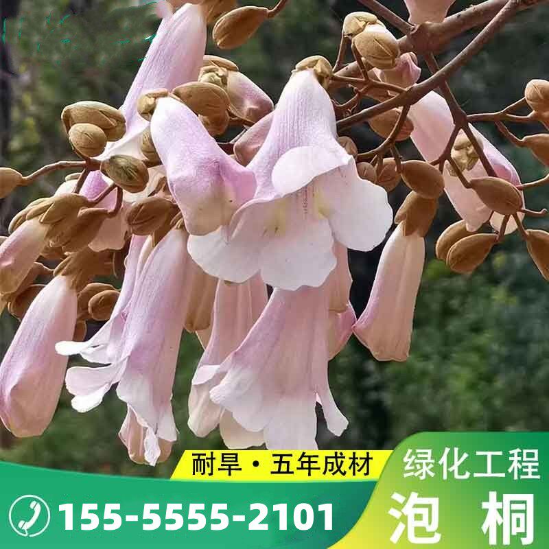 四季开花泡桐泡桐树种子轻图片