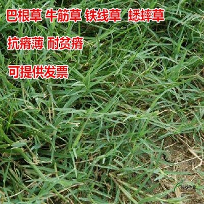 不开花巴根草巴根草种子铁