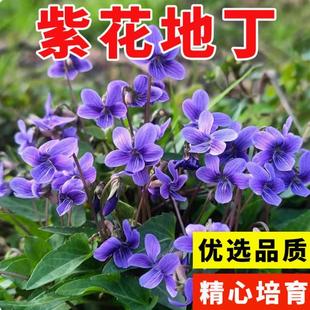 紫花地丁种子多年堇菜野生紫草地丁盆栽药用四季低矮绿化草籽耐寒