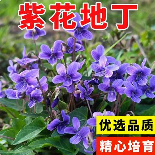 紫花地丁种子多年堇菜野生紫草地丁盆栽药用四季低矮绿化草籽耐寒