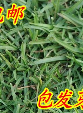绿丰种业草坪绿化好种易活